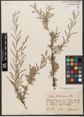 Foto von Salix wilhelmsiana M. Bieb.